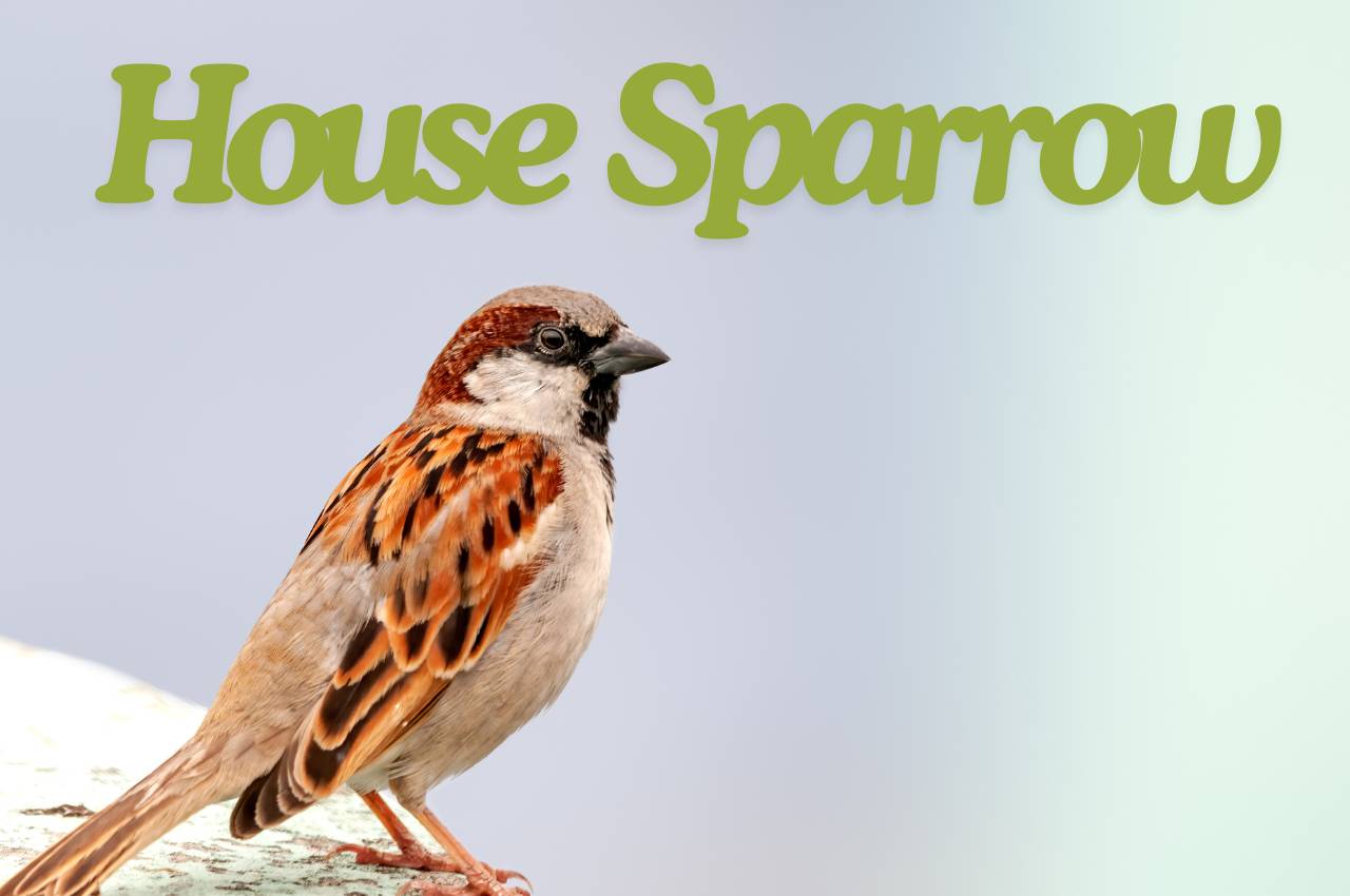 Bird Fact File: House Sparrow